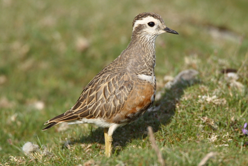 Dotterel