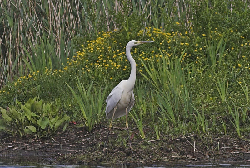 Great White Egret