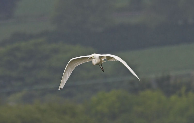 Great White Egret