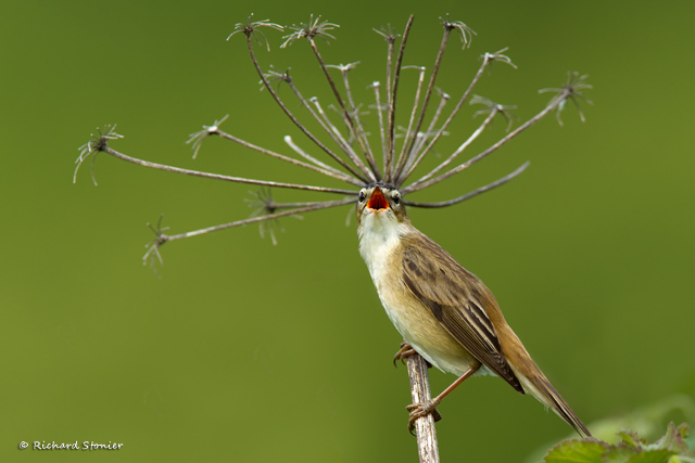 Sedge Warbler
