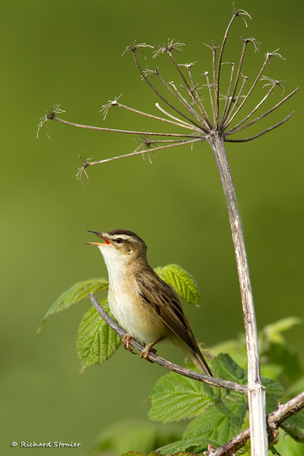 Sedge Warbler