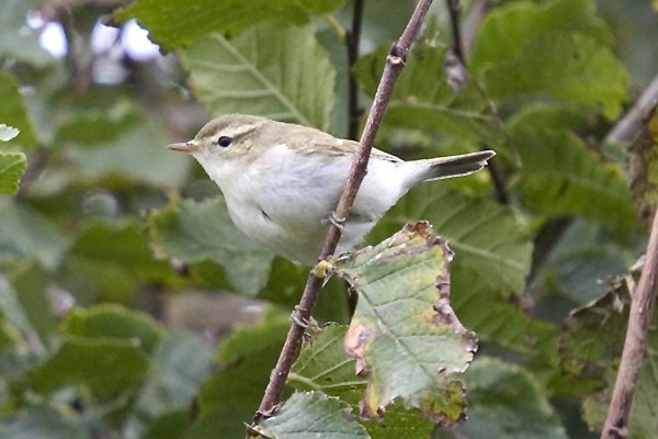 Greenish Warbler