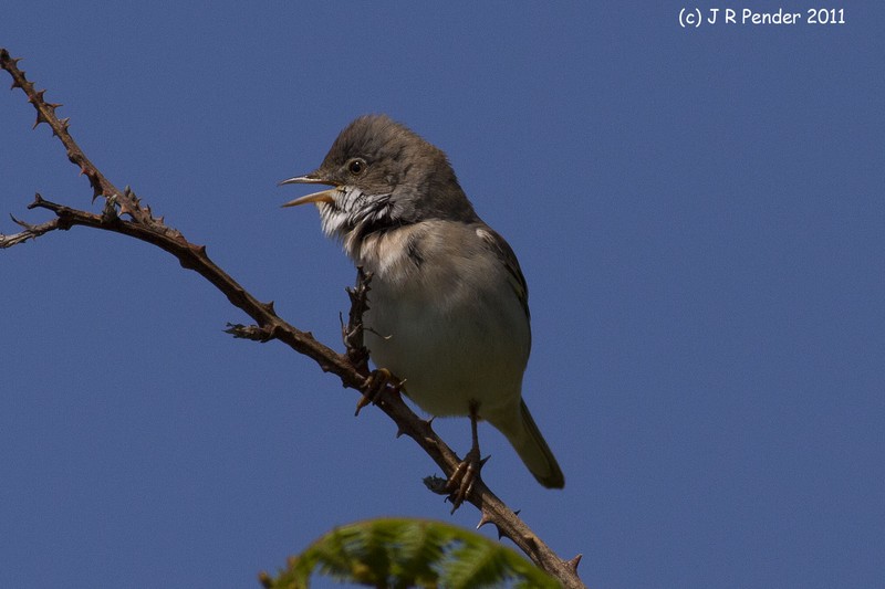 Whitethroat
