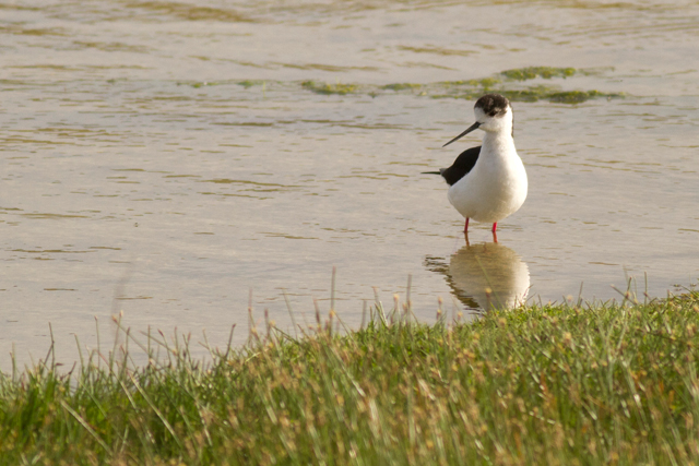 Black-winged Stilt