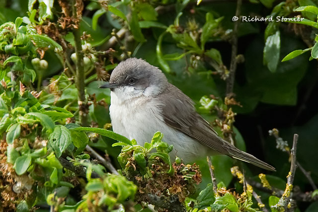 Lesser Whitethroat
