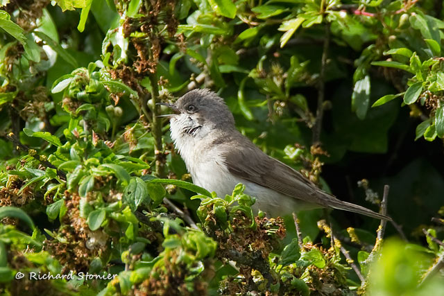 Lesser Whitethroat