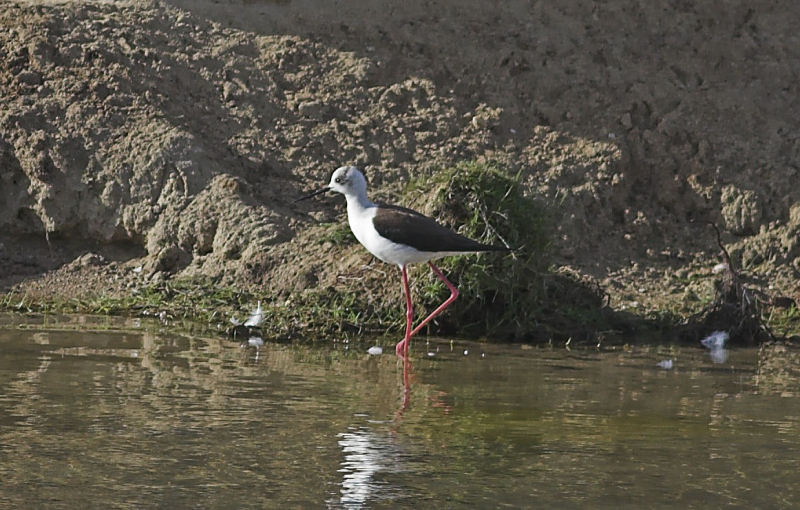 Black-winged Stilt