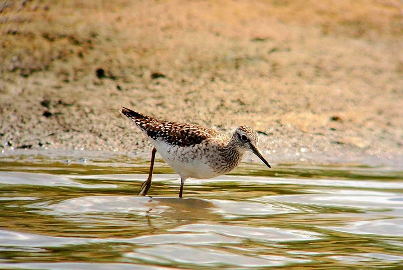 Wood Sandpiper
