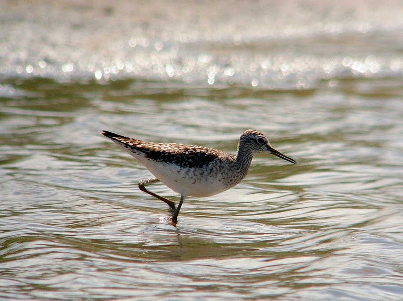 Wood Sandpiper