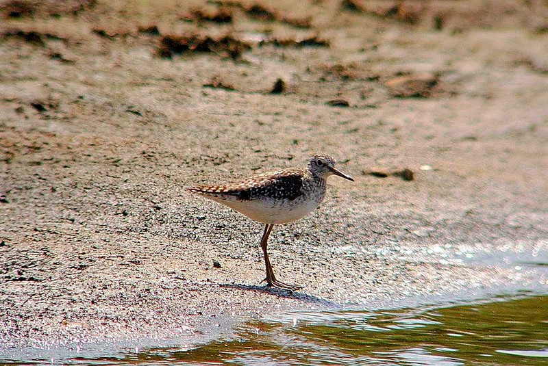 Wood Sandpiper