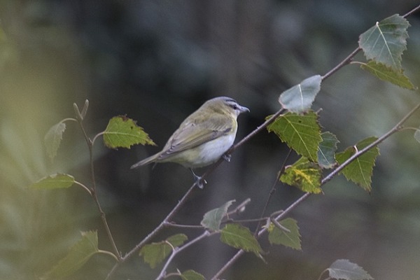 Red-eyed Vireo