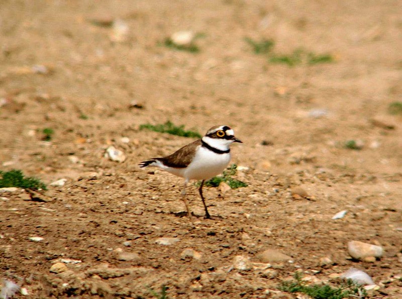 Little Ringed Plover