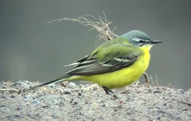 Blue-headed Wagtail