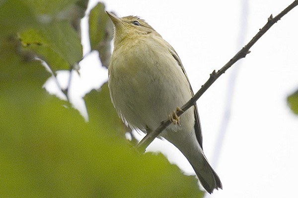 Blackpoll Warbler