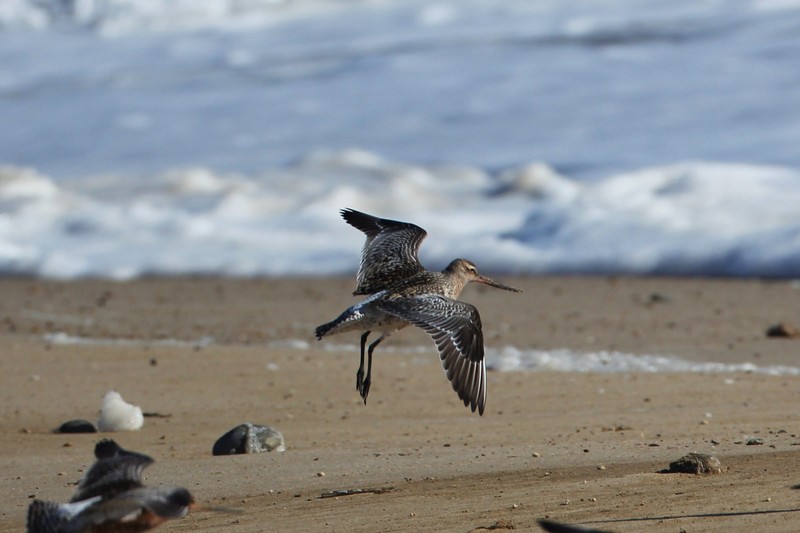Bar-tailed Godwit