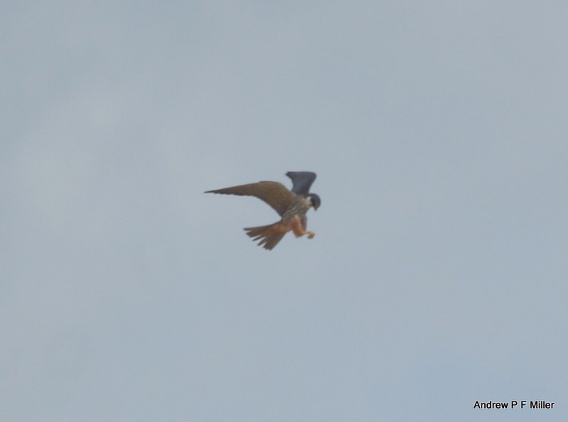 Hobby