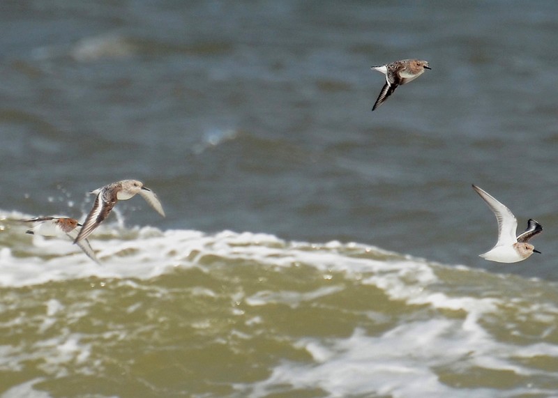 Sanderling