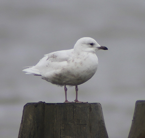 Iceland Gull