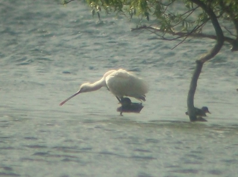 Spoonbill