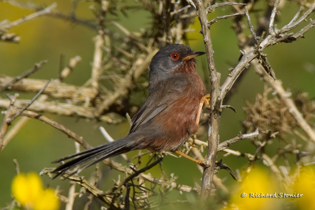 Dartford Warbler