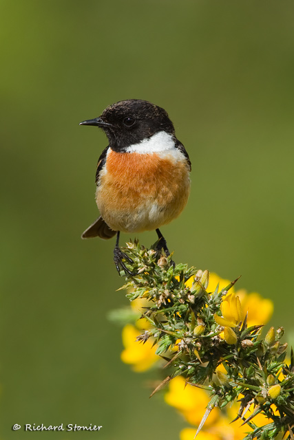 Stonechat