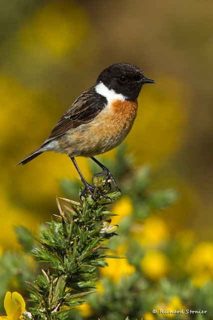 Stonechat