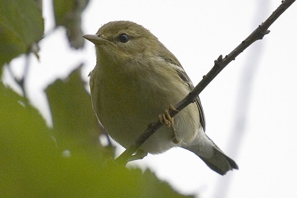 Blackpoll Warbler