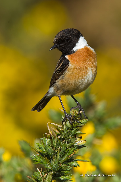 Stonechat