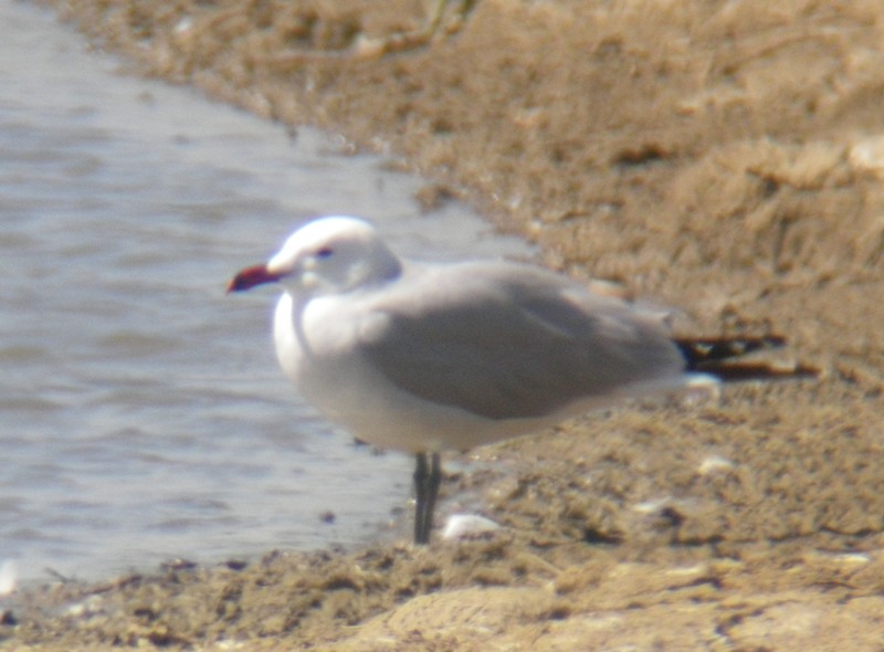Audouin's Gull