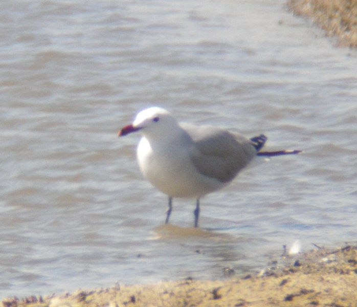 Audouin's Gull