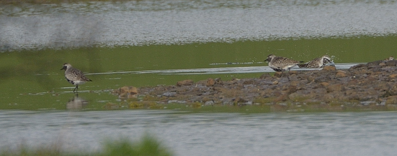 Grey Plover