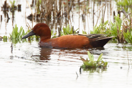 Cinnamon Teal