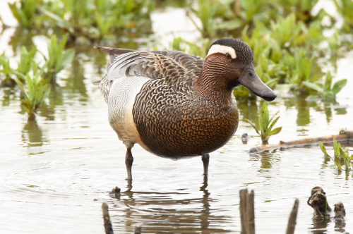 Garganey