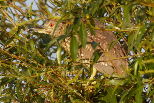 Night Heron