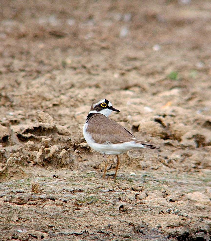 Little Ringed Plover