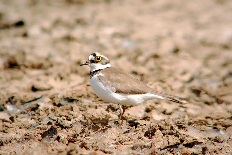 Little Ringed Plover