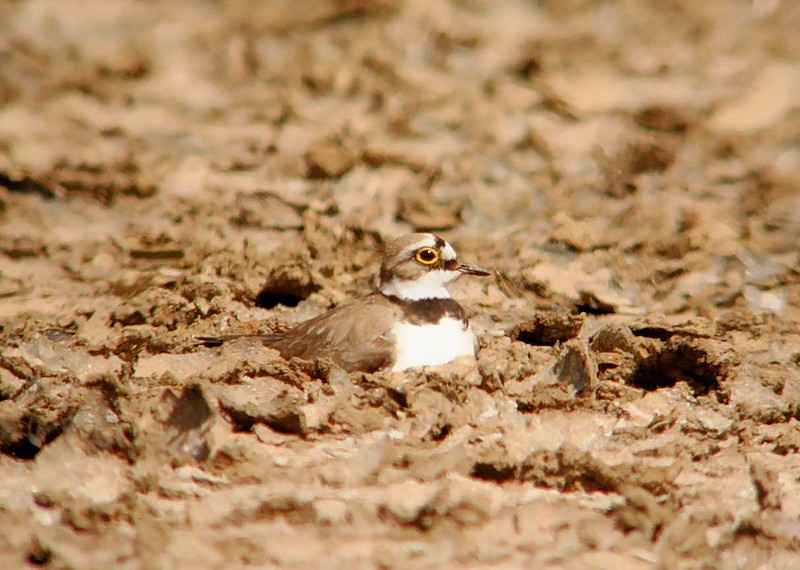 Little Ringed Plover