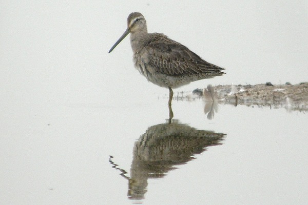 Long-billed Dowitcher