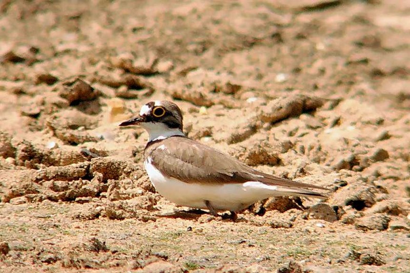 Little Ringed Plover