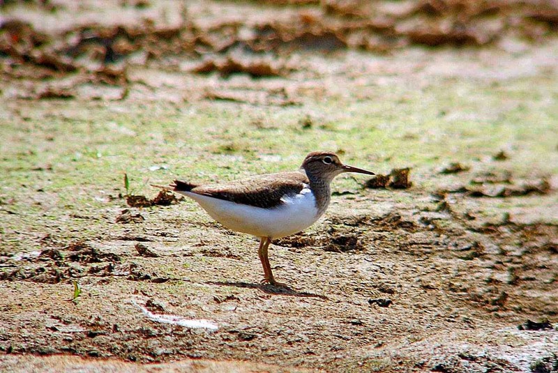 Common Sandpiper