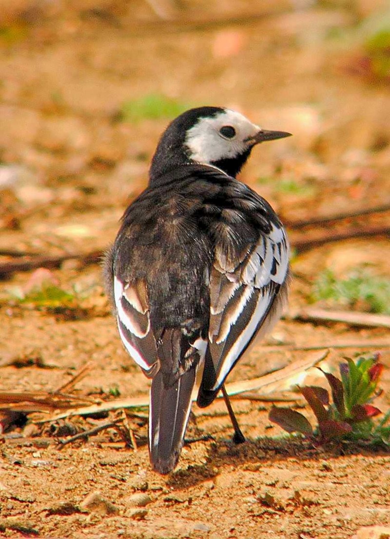 Pied Wagtail