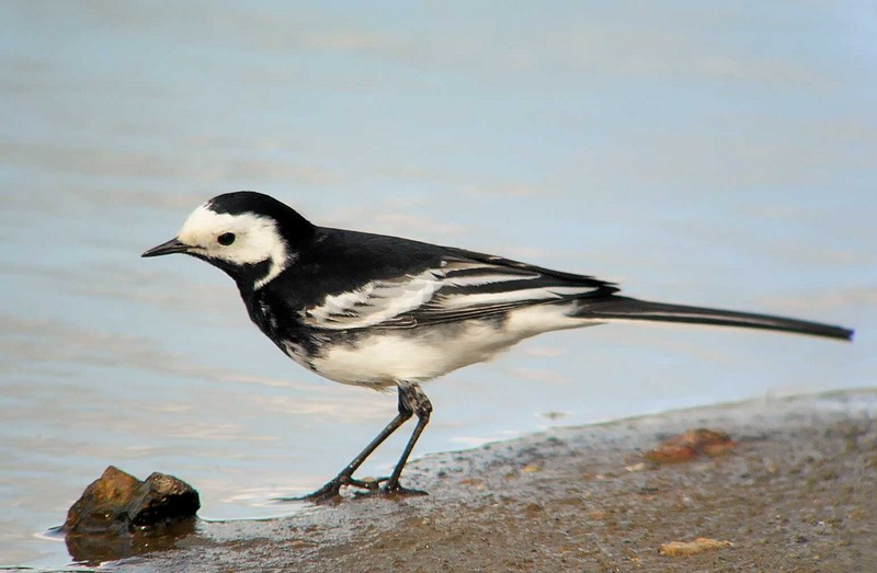 Pied Wagtail