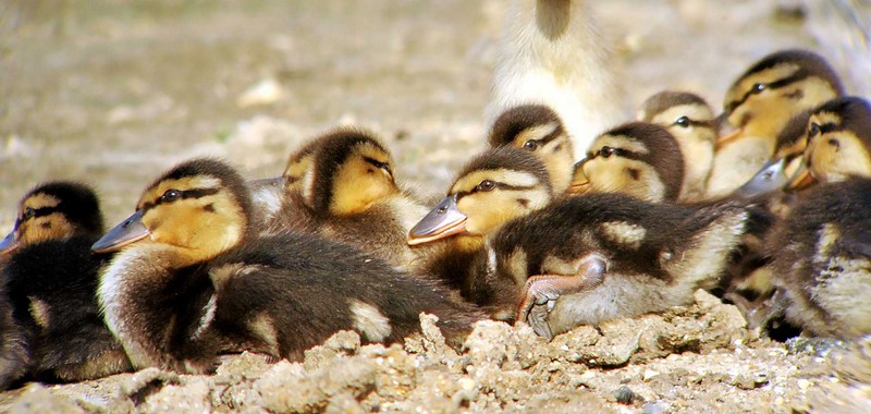 Mallard