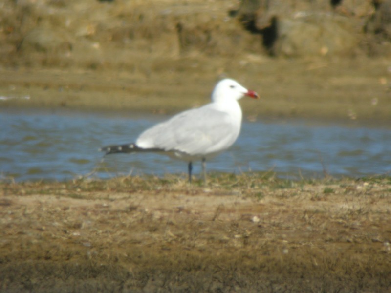 Audouin's Gull