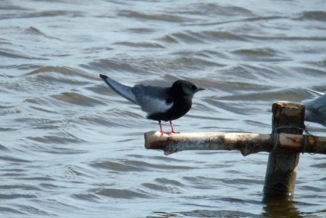 White-winged Black Tern