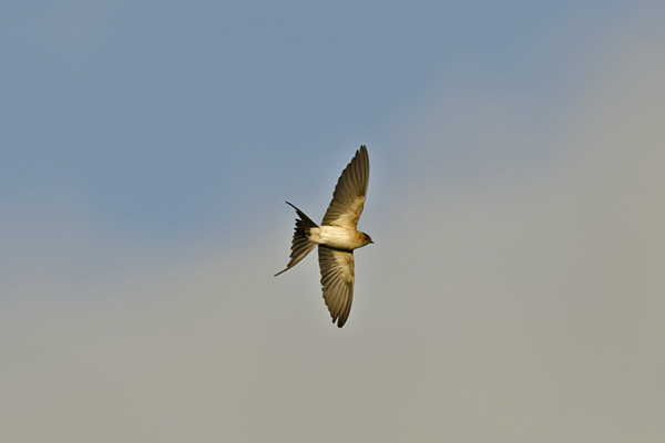 Red-rumped Swallow