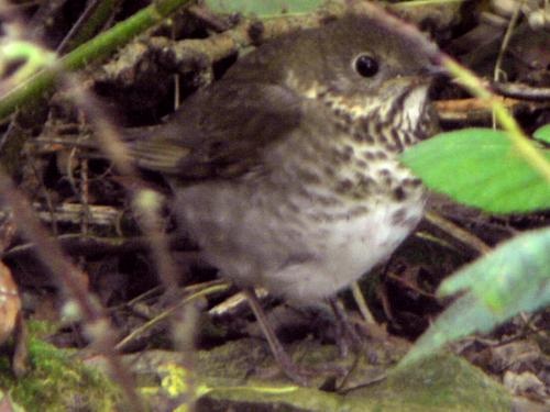 Grey-cheeked Thrush