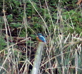 Kingfisher