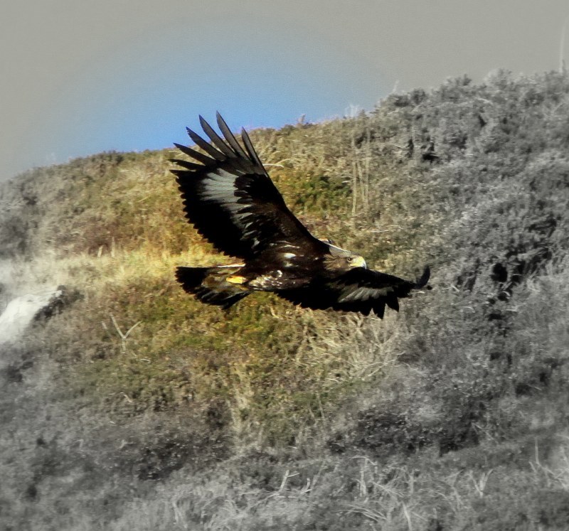 Golden Eagle