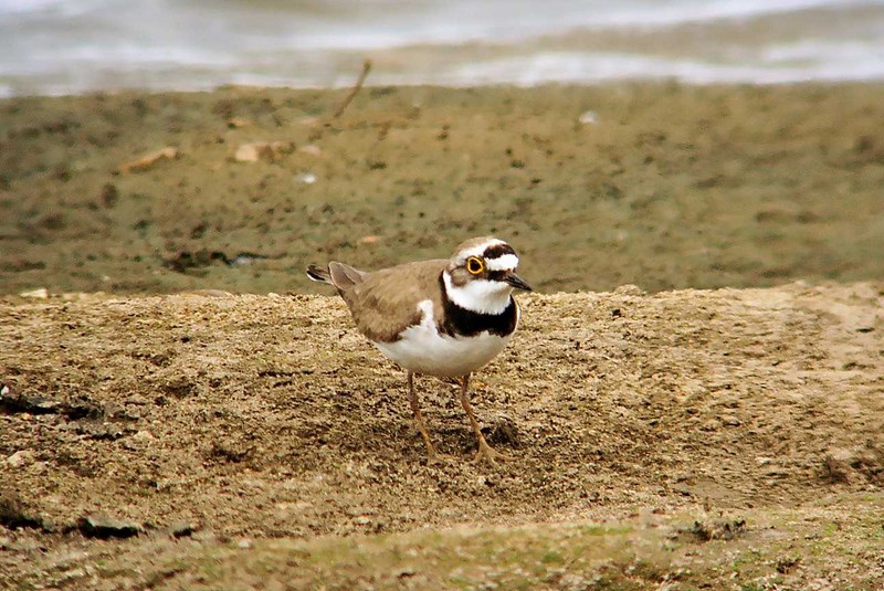 Little Ringed Plover